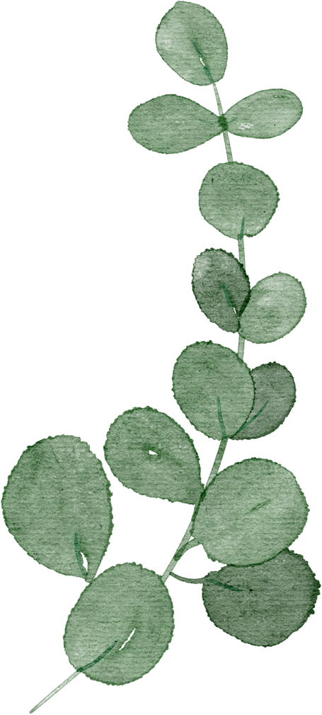 Watercolor Eucalyptus Leaf Branch